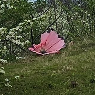 56609034_314804212549928_7543640035637734817_n.jpg?_nc_ht=scontent-lga3-1.cdninstagram.com&ig_cache_key=MjAyNzA2MzMyMDIyMjk2MTQzOA==.2-w320h320